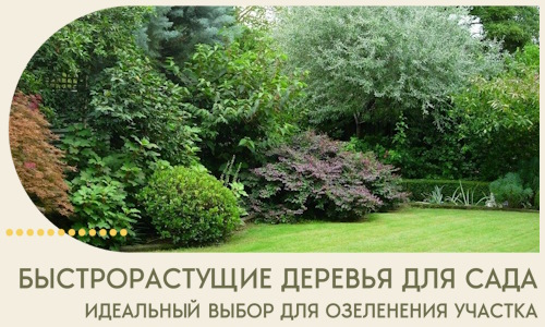 Быстрорастущие деревья для сада идеальный выбор в Инте