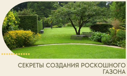Секреты создания роскошного газона в Инте